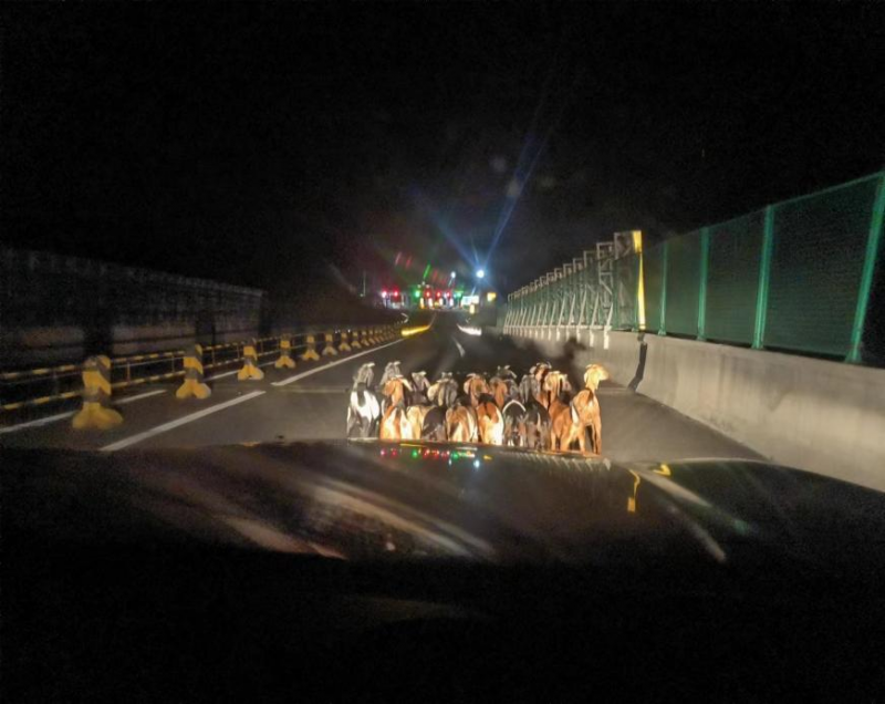 20230918335002.png 驱赶羊群.png