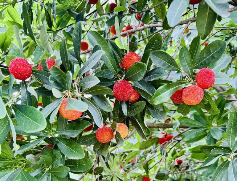 20240617723192.png 图片.png